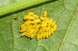 Image of <i>Gastrophysa viridula</i>