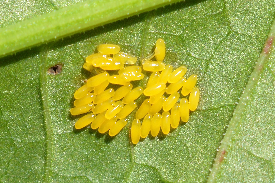 Image of <i>Gastrophysa viridula</i>