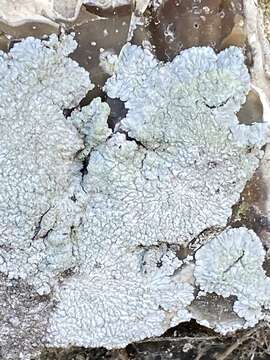 Image of diploicia lichen