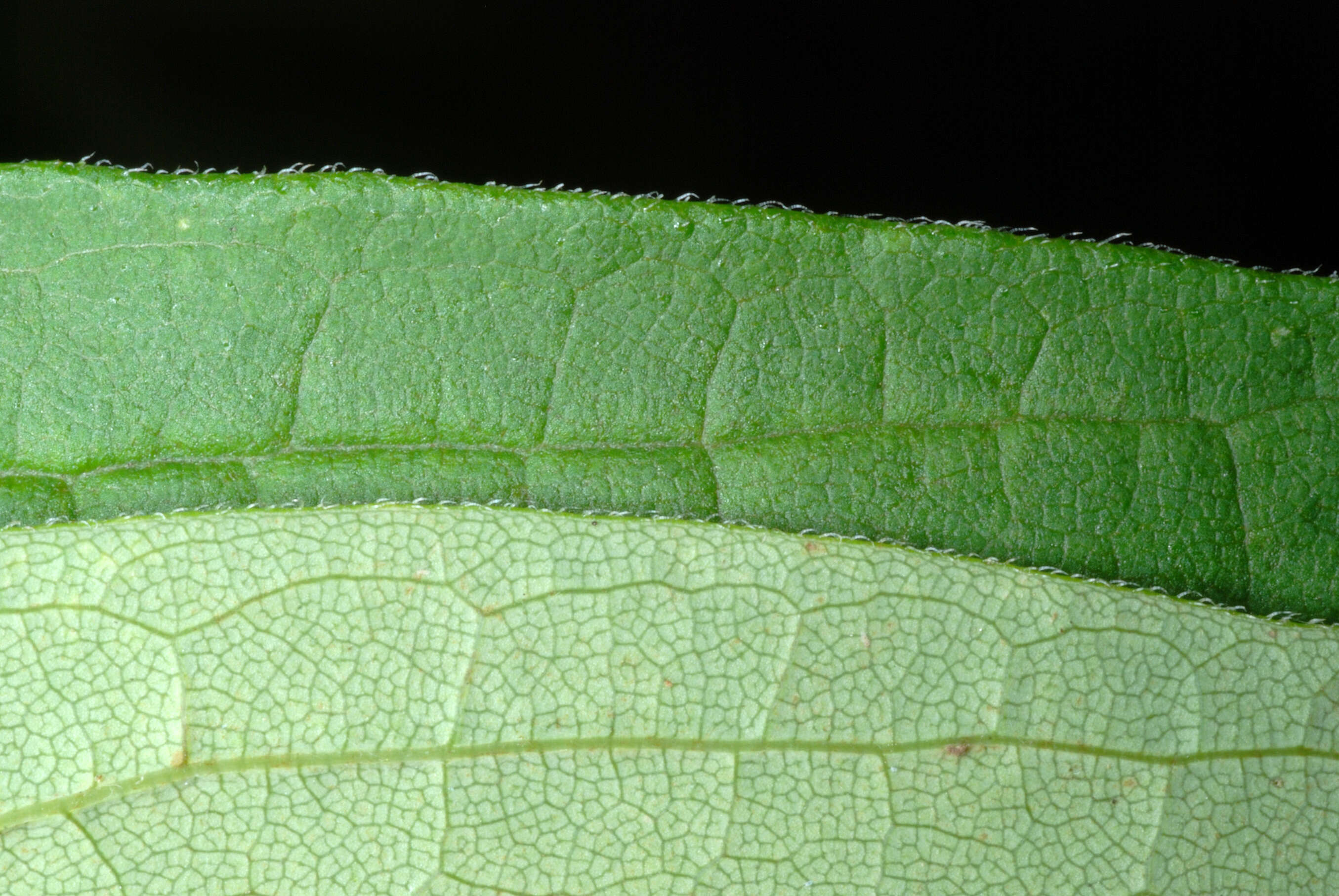 Imagem de Doellingeria umbellata (Mill.) Nees