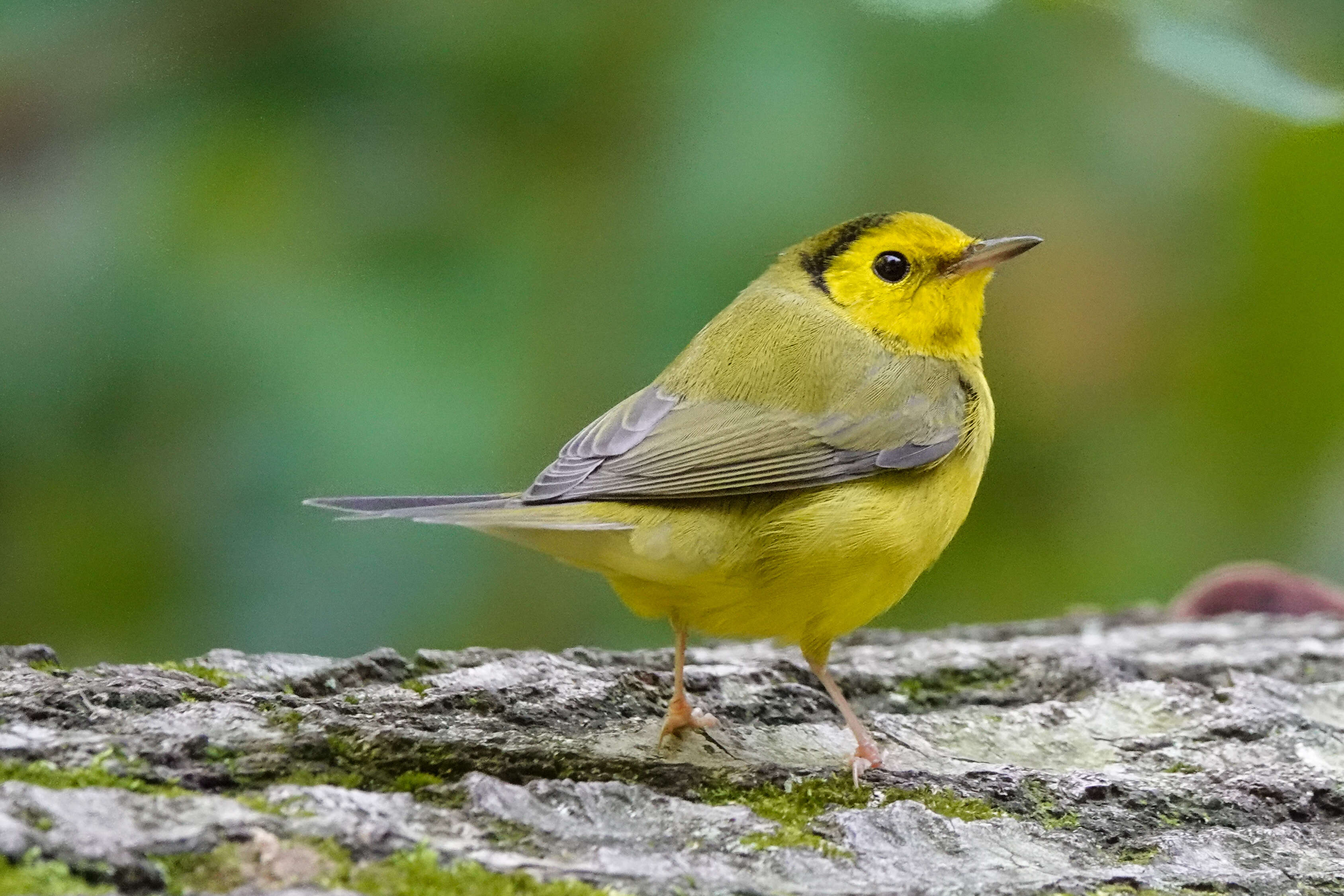 Image of Hooded Warbler