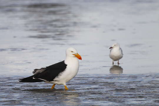 Image of Pacific Gull