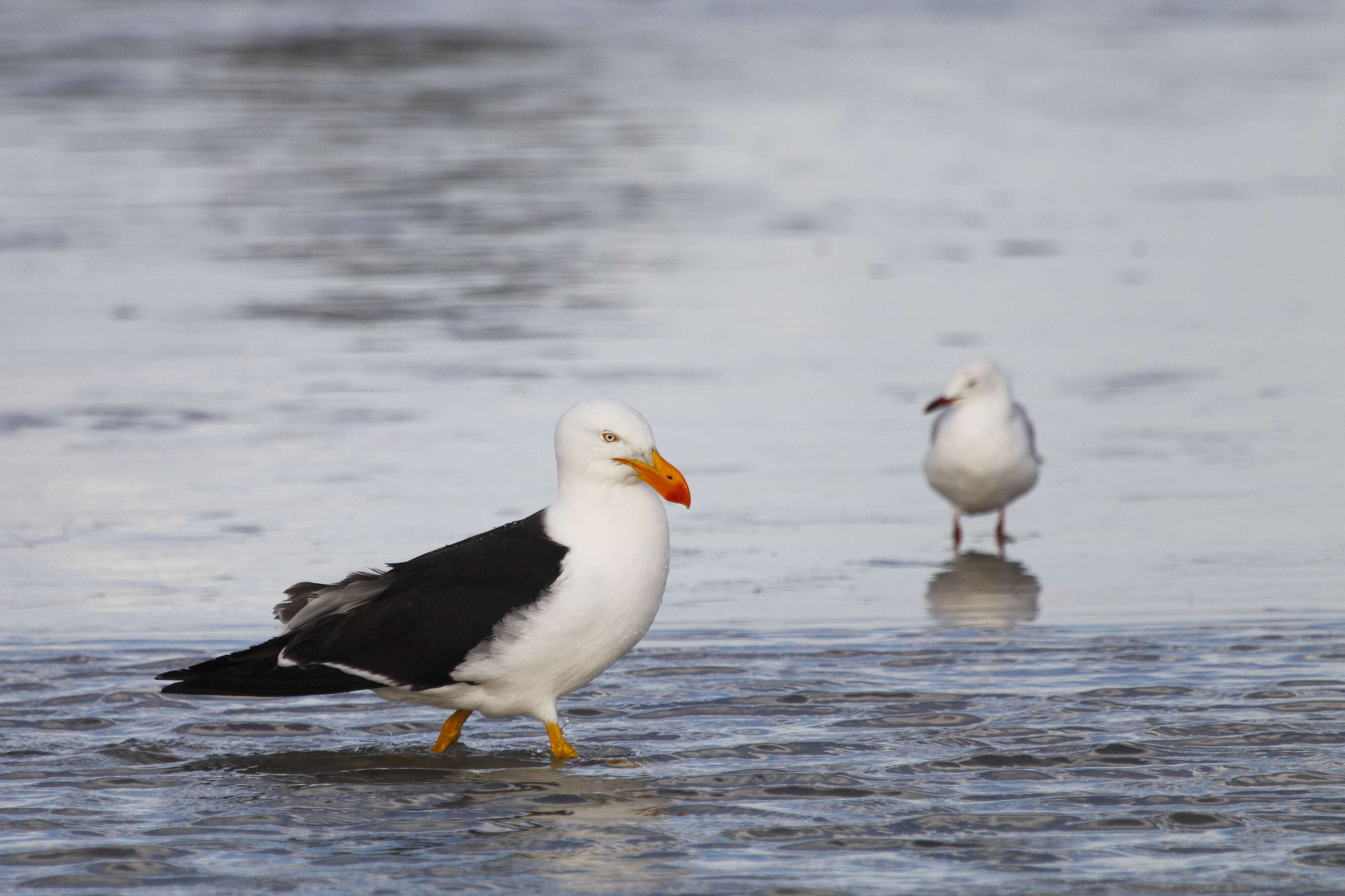 Image of Pacific Gull