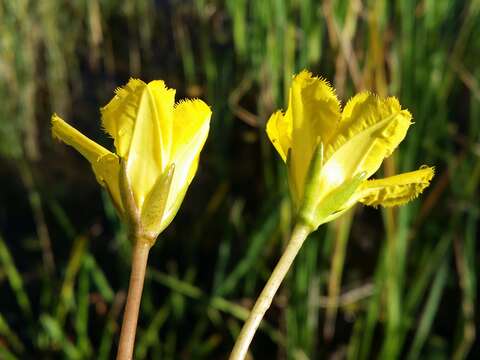 Image of yellow floatingheart