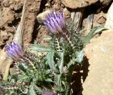 Image of Cage thistle