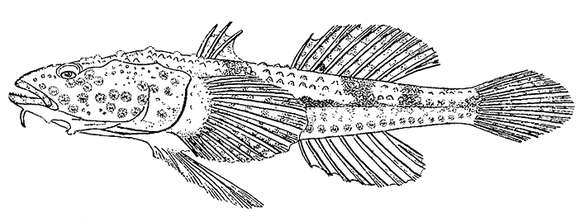 Image of stellate tadpole-goby