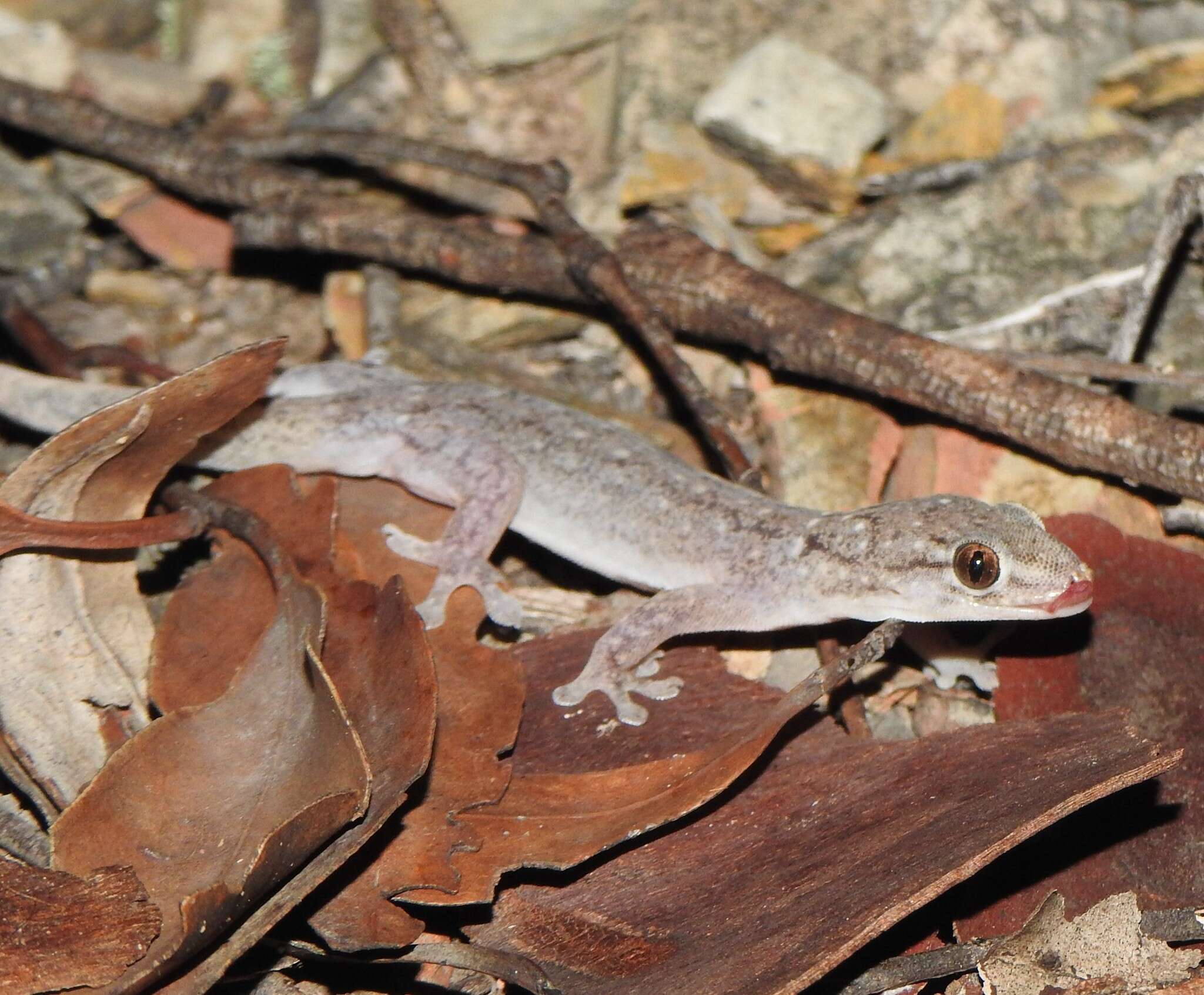 Imagem de Gehyra dubia (Macleay 1877)