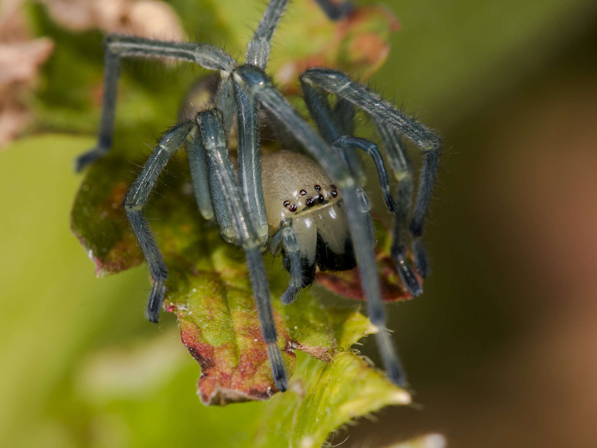 Слика од Cheiracanthium punctorium (Villers 1789)