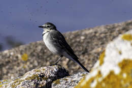 Image of Pied Wagtail and White Wagtail