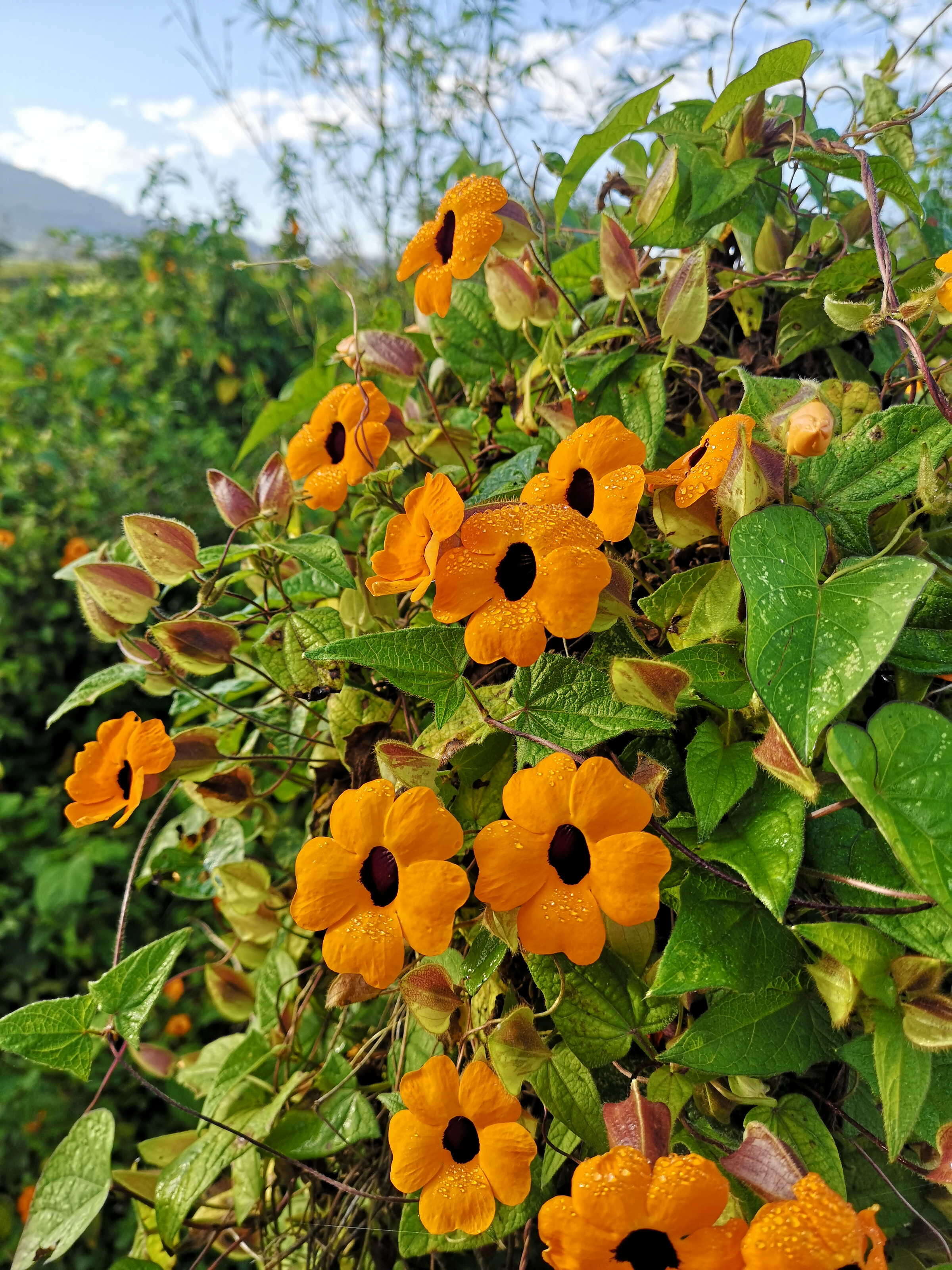 Image of blackeyed Susan vine