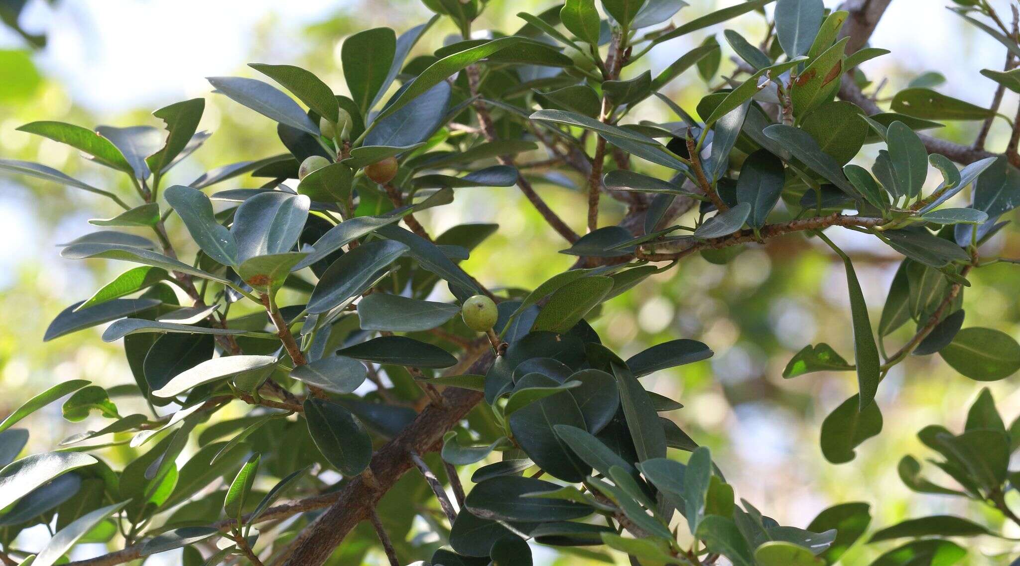 Image of Bark Cloth Fig