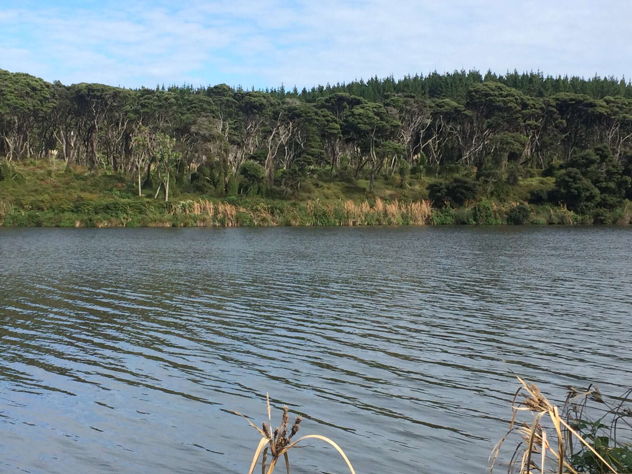 Plancia ëd Kunzea robusta de Lange & Toelken