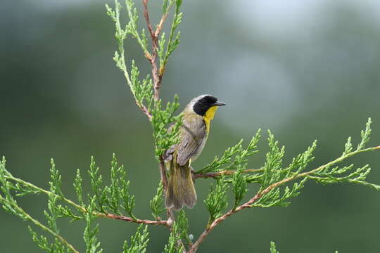 Geothlypis trichas (Linnaeus 1766) resmi