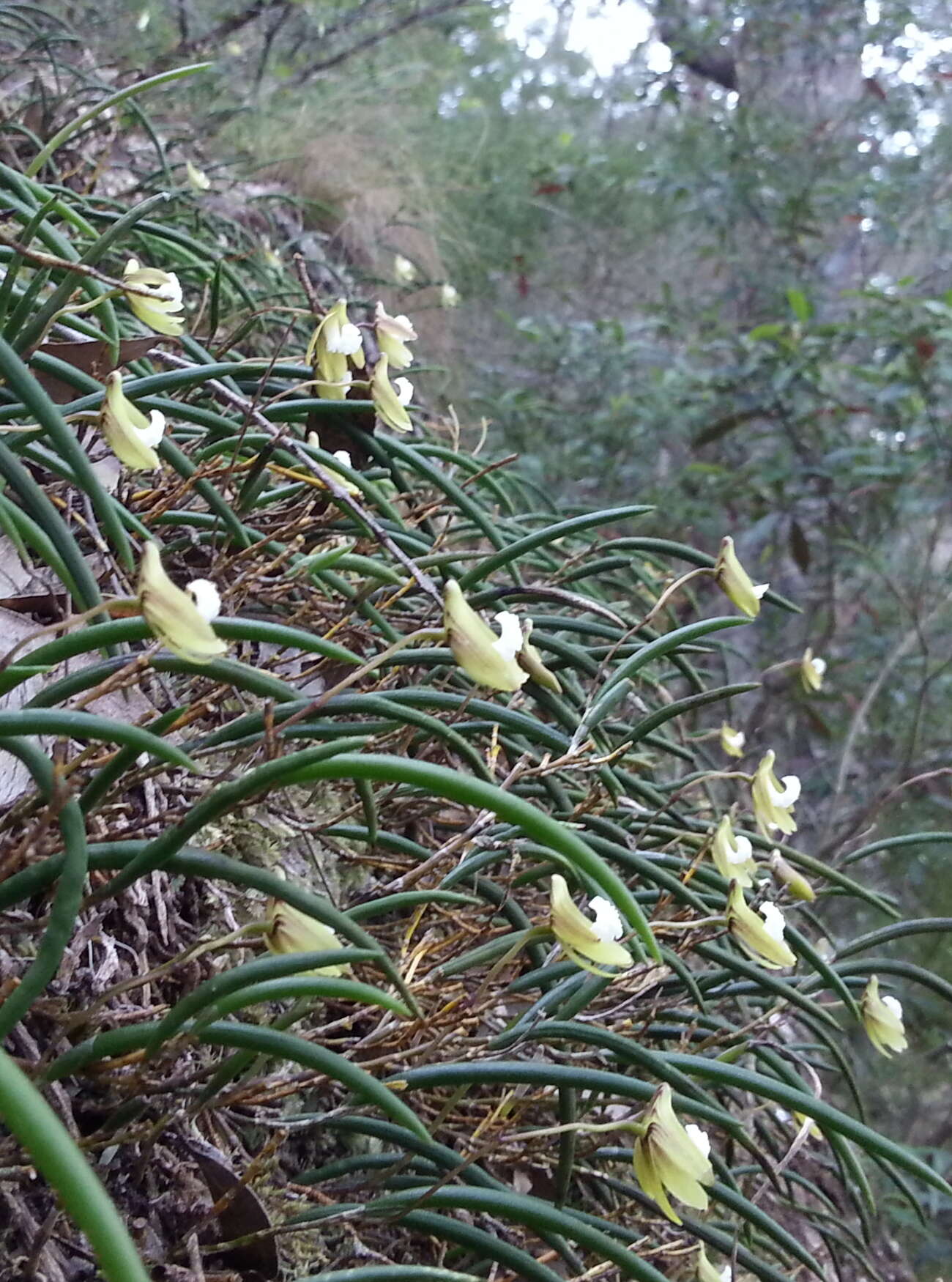 Imagem de Dendrobium striolatum Rchb. fil.