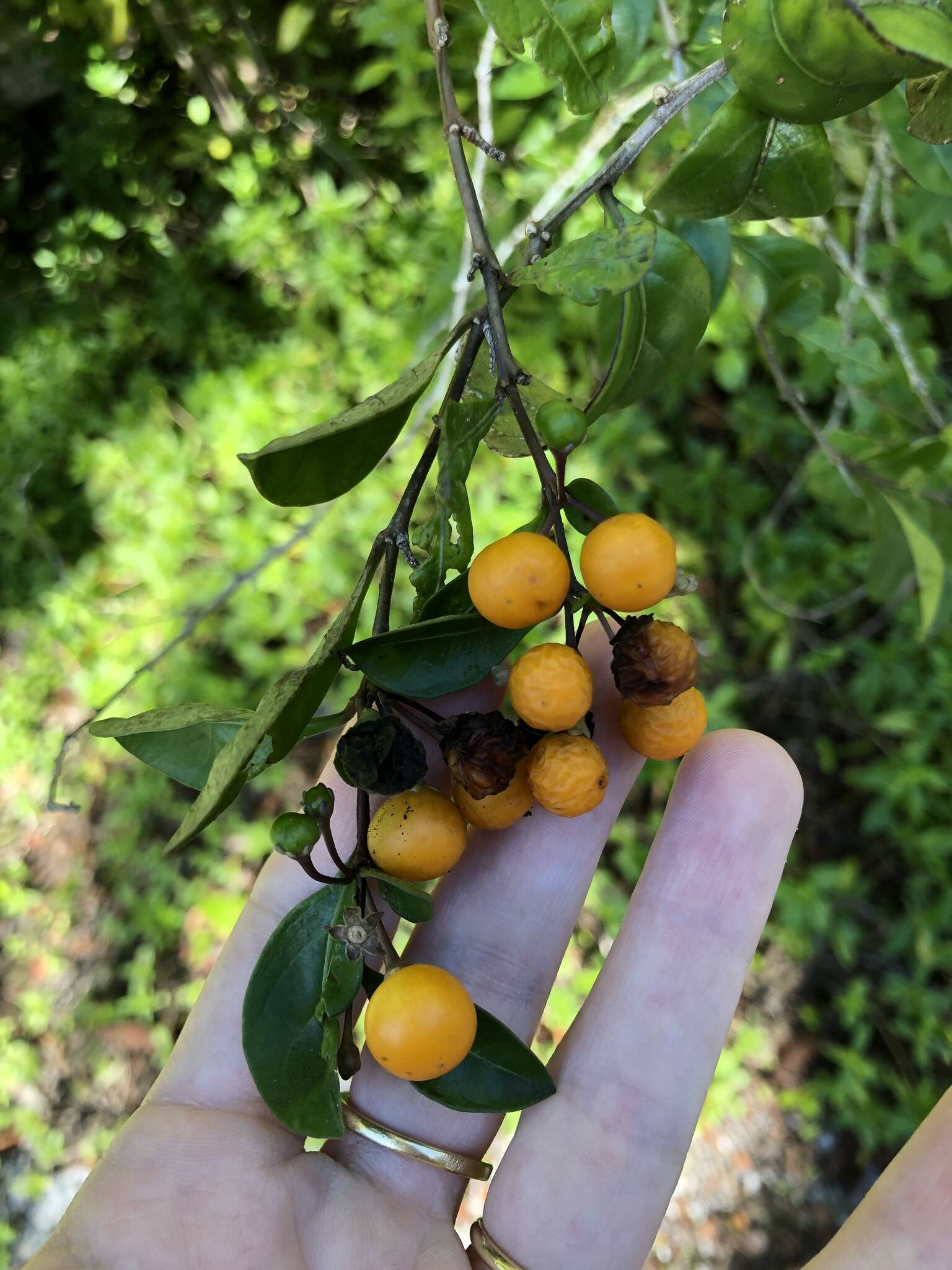 Image of twoleaf nightshade