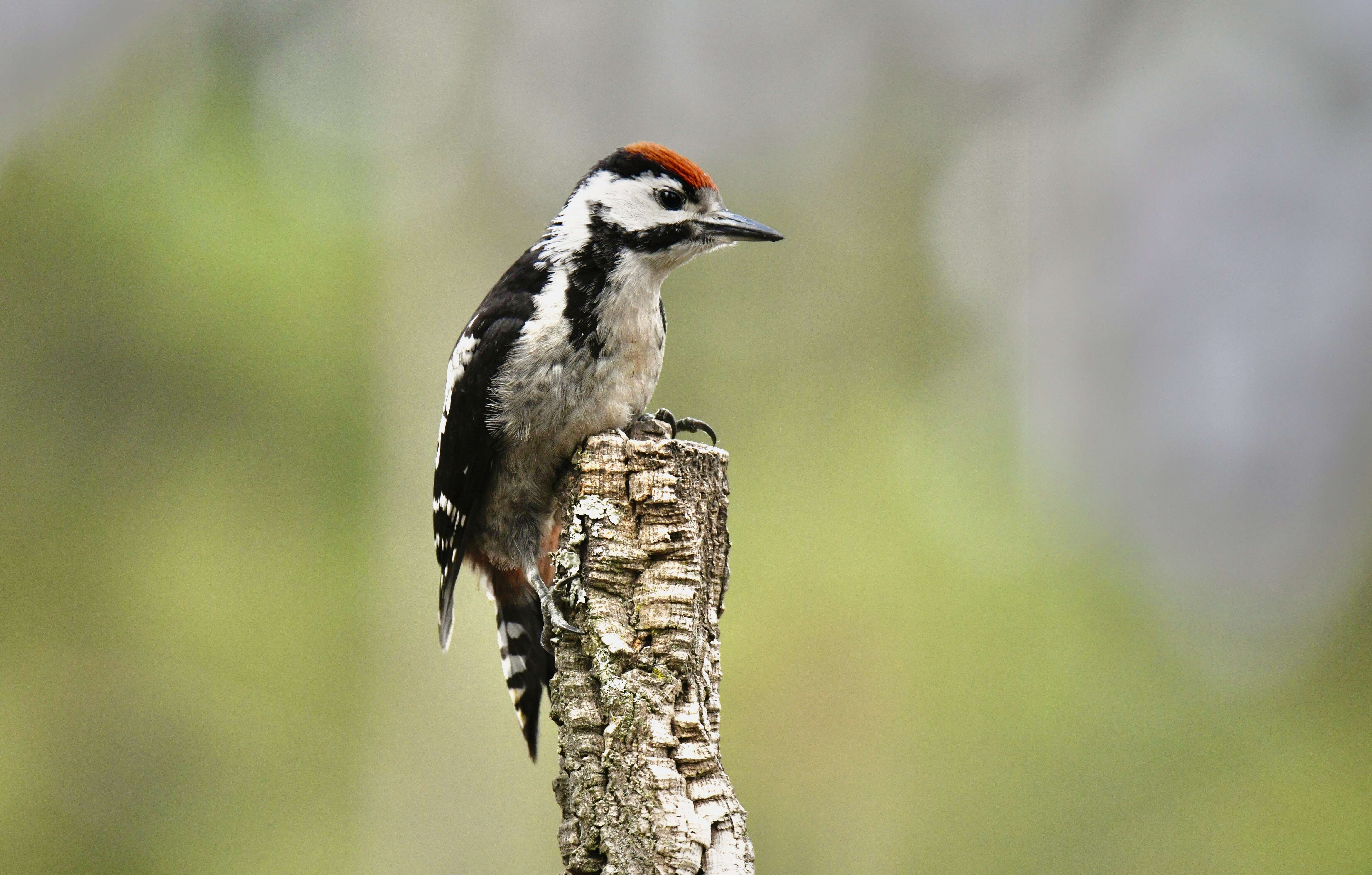 Image of Great Spotted Woodpecker