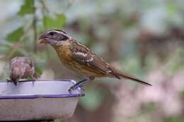 Image of Black-headed Grosbeak