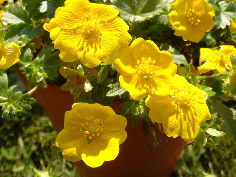 Image of Potentilla aurea L.