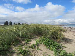 Imagem de Spinifex longifolius R. Br.