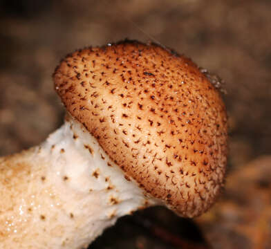 Image of Armillaria gallica Marxm. & Romagn. 1987