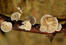 Image of Crepidotus variabilis (Pers.) P. Kumm. 1871