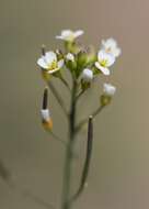 Image of Mouse-ear Cress