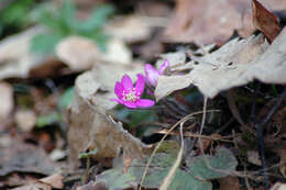 Plancia ëd Hepatica nobilis Schreb.