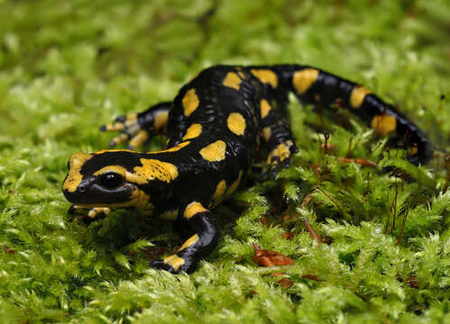 Image of Common Fire Salamander