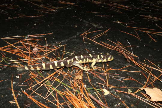 Image of California Tiger Salamander