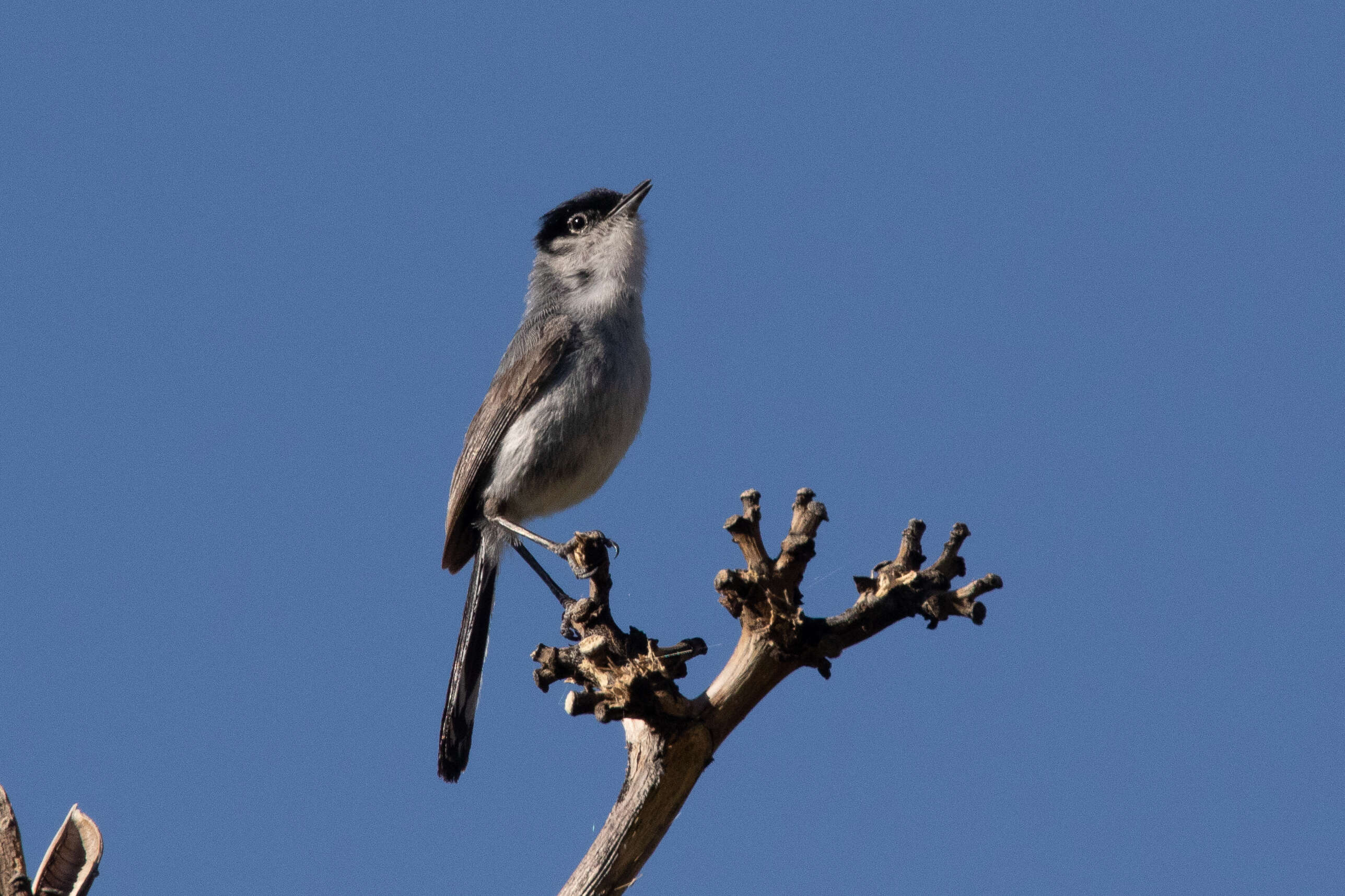 Image of Black-tailed Gnatcatcher