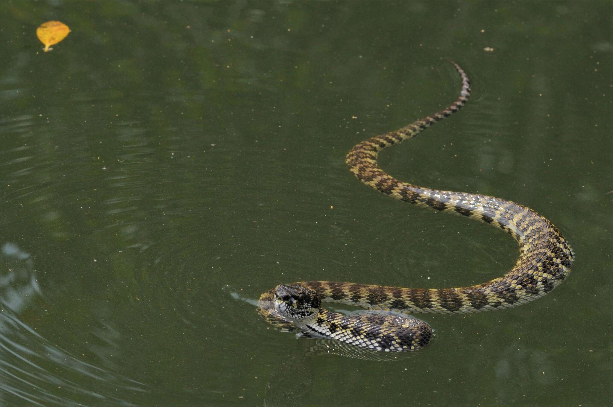 Image of Andaman pitviper