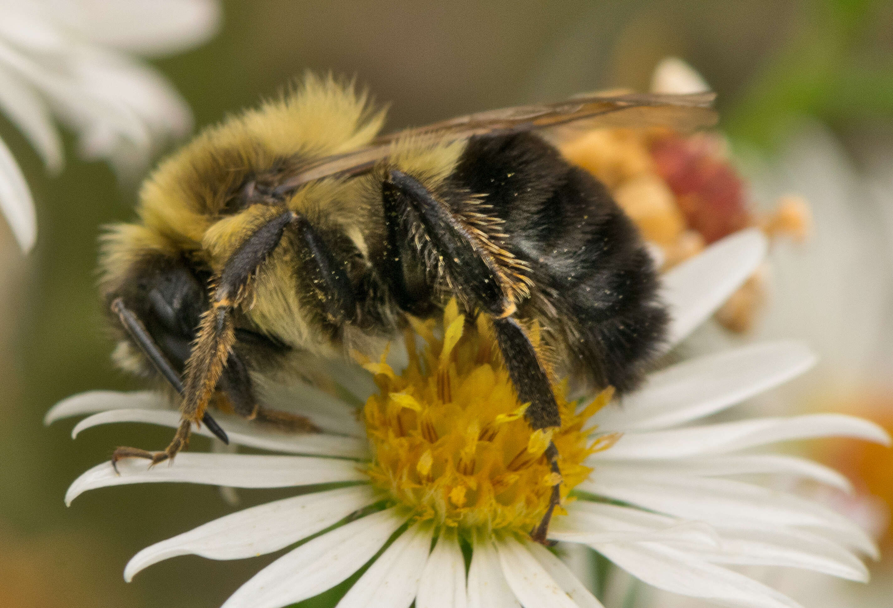 Image of Common Eastern Bumblebee