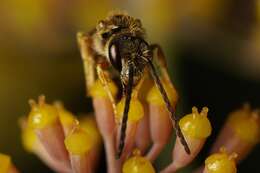 Image of Halictus confusus Smith 1853