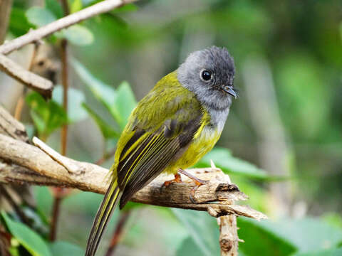 Image of Canary-flycatcher