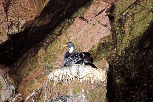 Image of Red-legged Cormorant