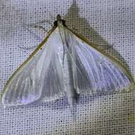 Image of Palpita vitrealis Rossi 1794