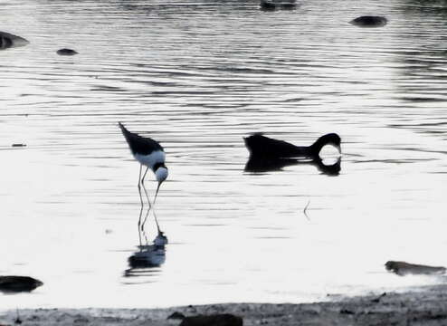 Image of Pied Stilt