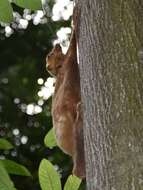 Image of Malayan Flying Lemurs