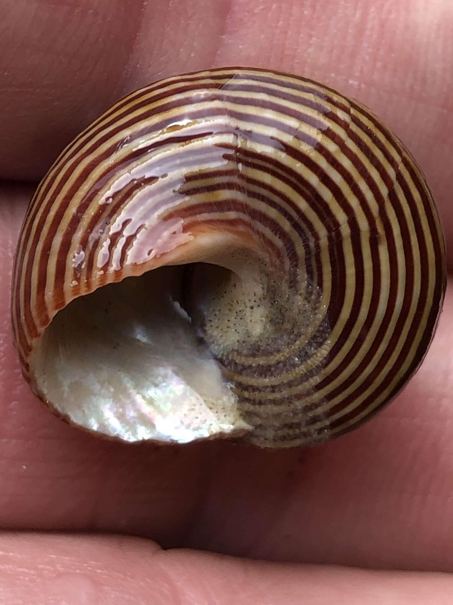 Image of Blue Top Snail