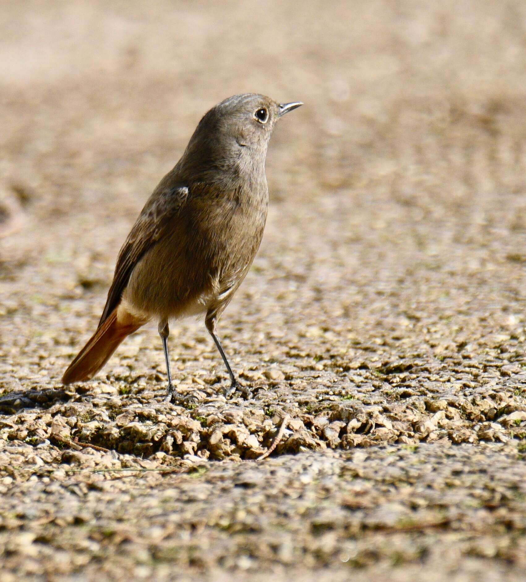 Image of Black Redstart