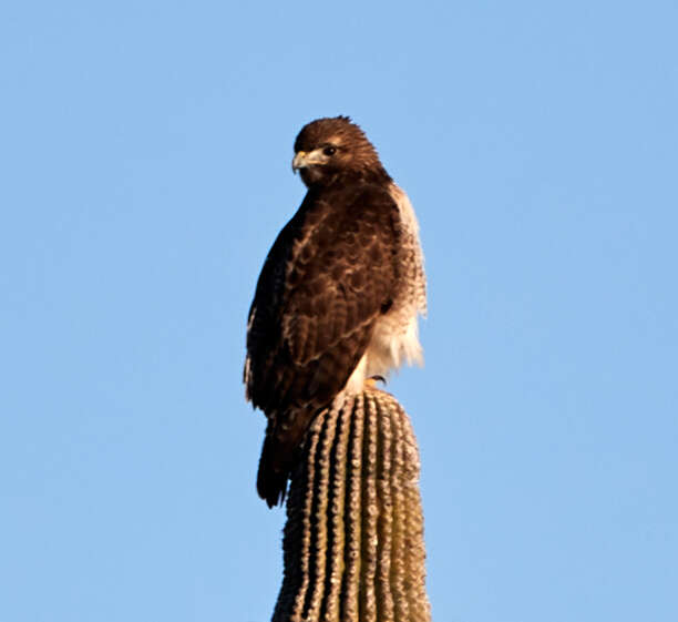 Image of Red-tailed Hawk