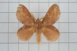 Image of Euthrix tamahonis Matsumura 1927