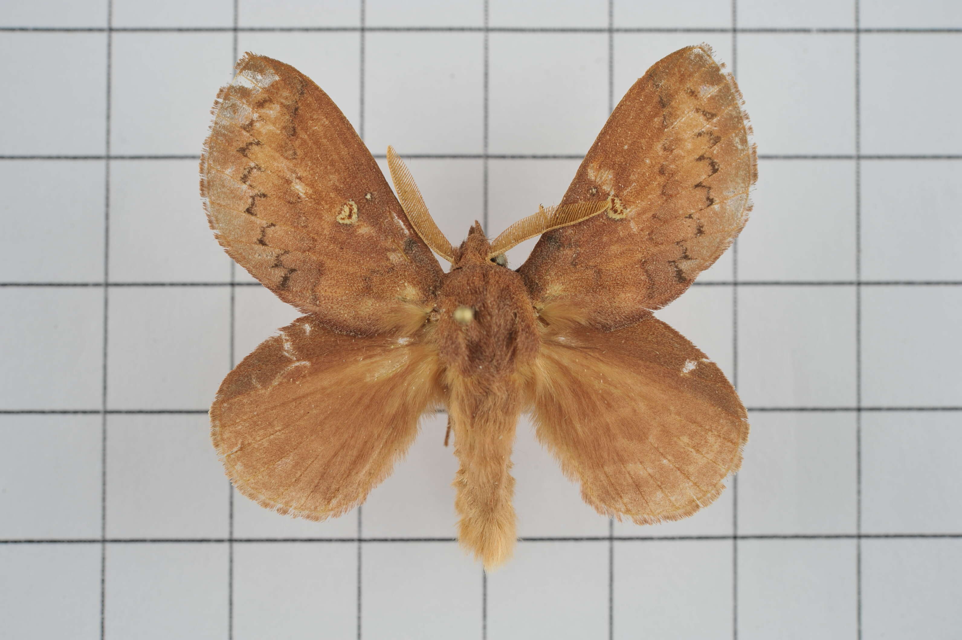 Image de Euthrix tamahonis Matsumura 1927