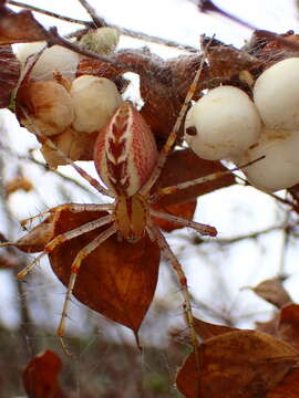 Image of Peucetia