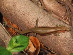 Image of Shanghai Elegant Skink