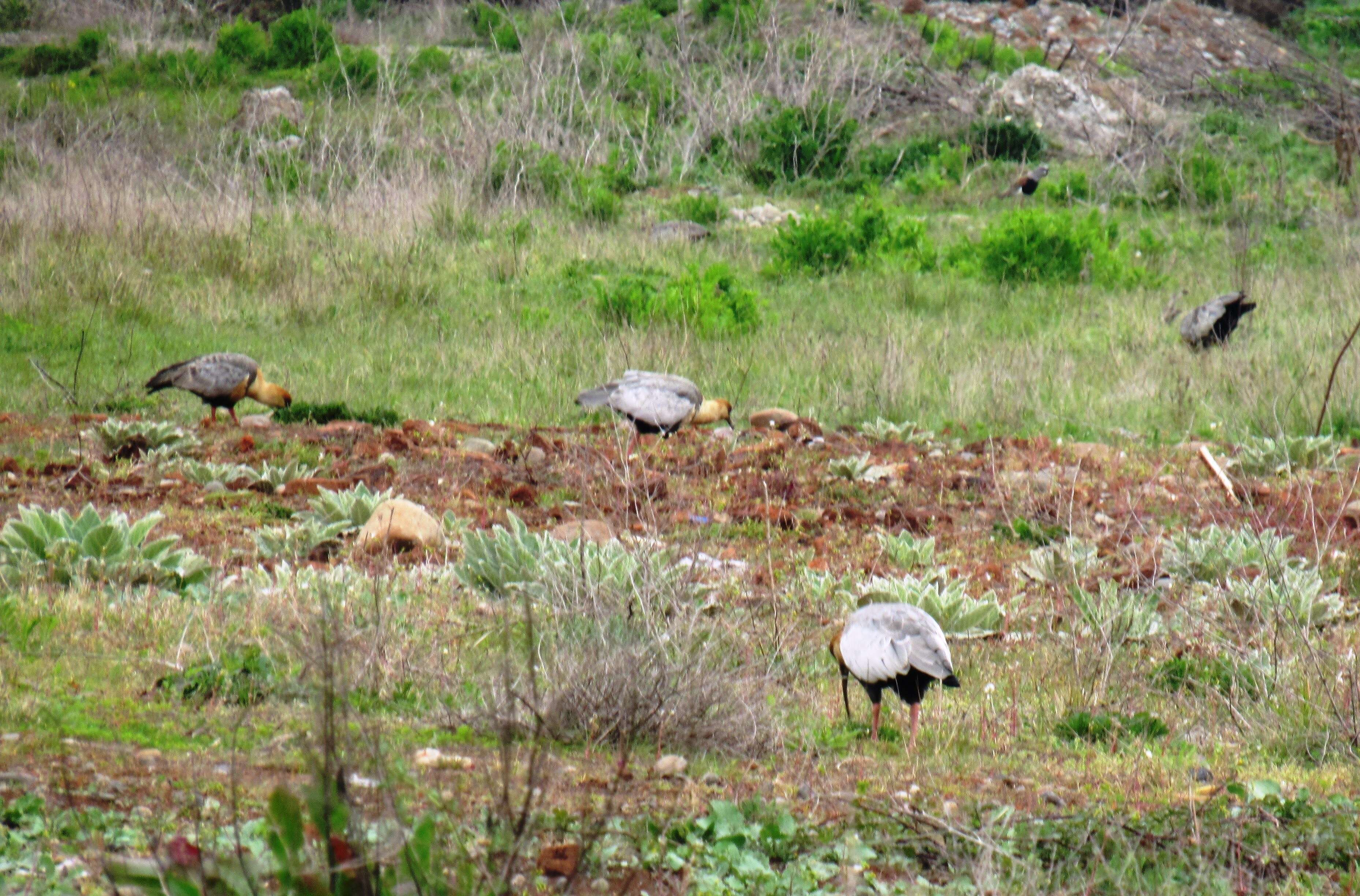 Image of Black-faced Ibis