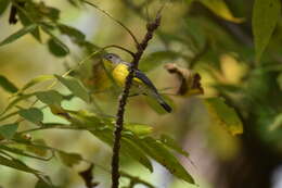 Image of Magnolia Warbler