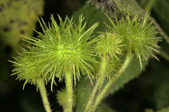 Image de Sparrmannia africana L. fil.