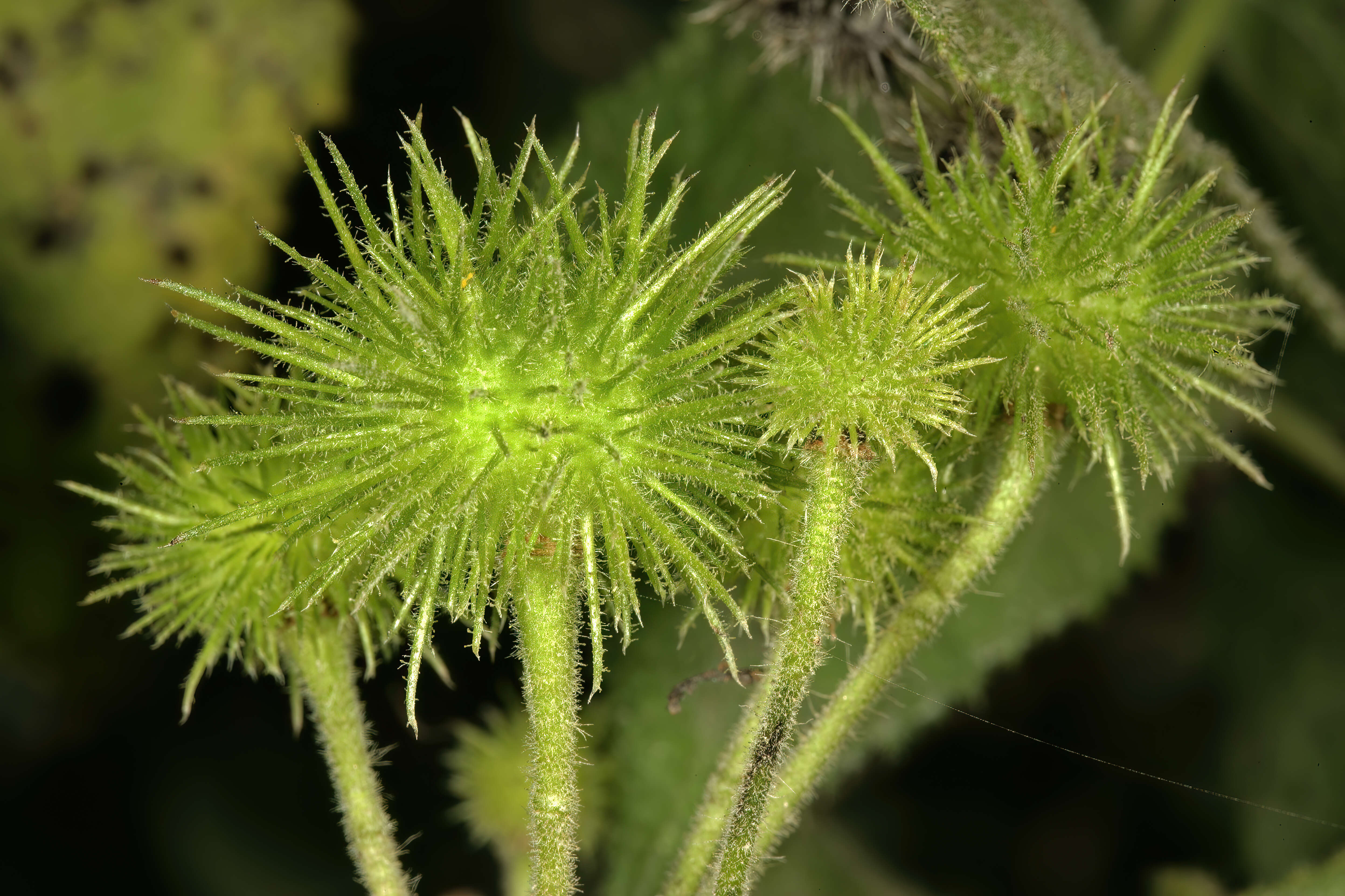 Image of African hemp