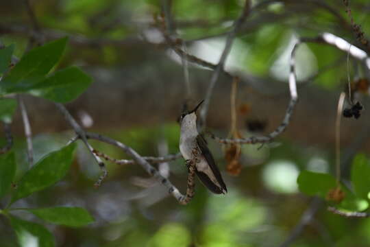 Image of Black-chinned Hummingbird